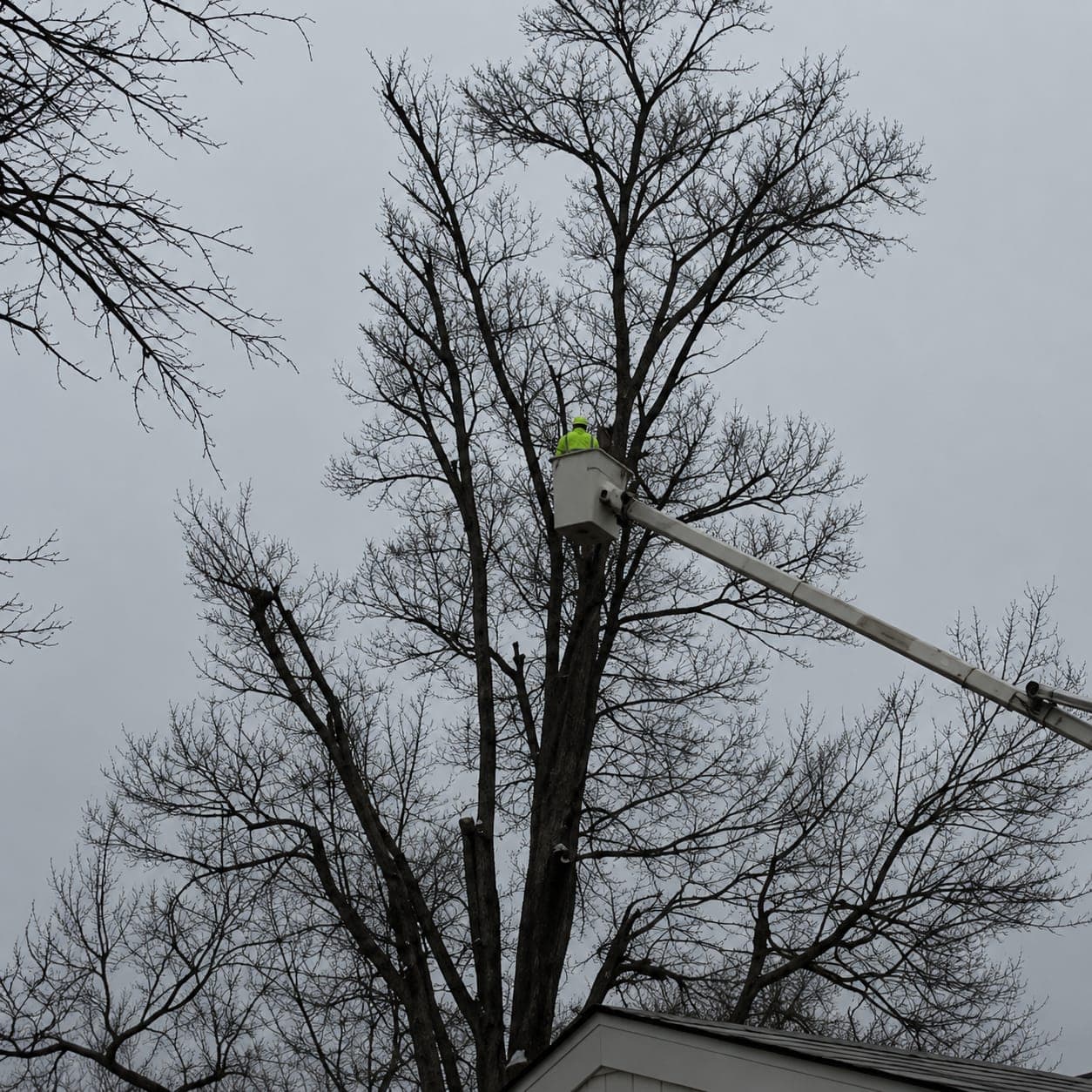 Bucket truck crew pruning the canopy of a tall tree
