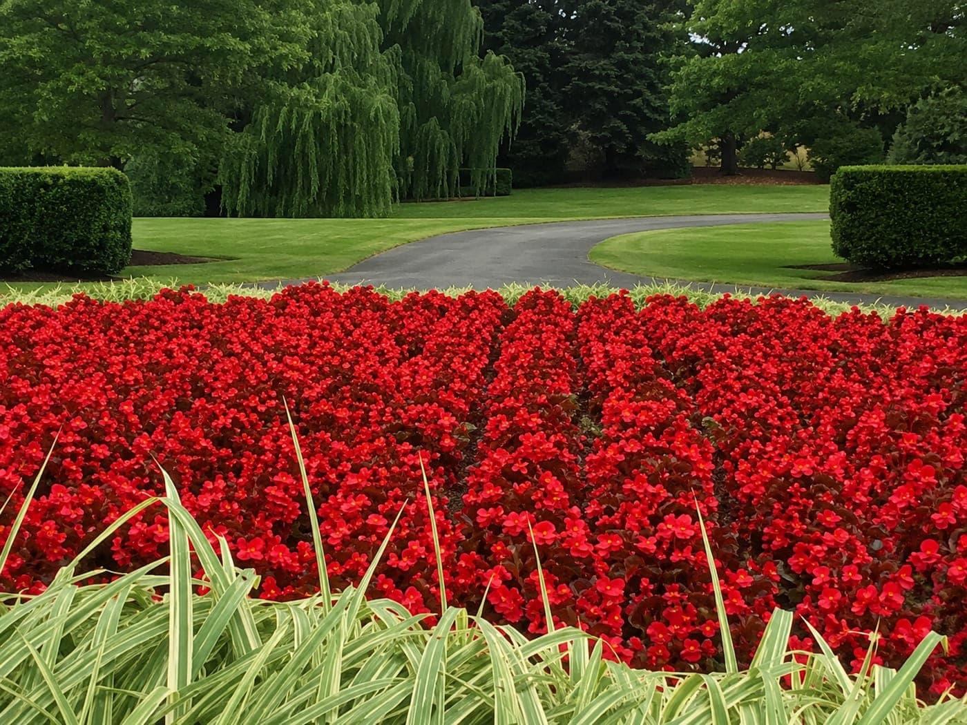 Vivid red flower bed bordering the driveway at a manicured Eastern Shore estate