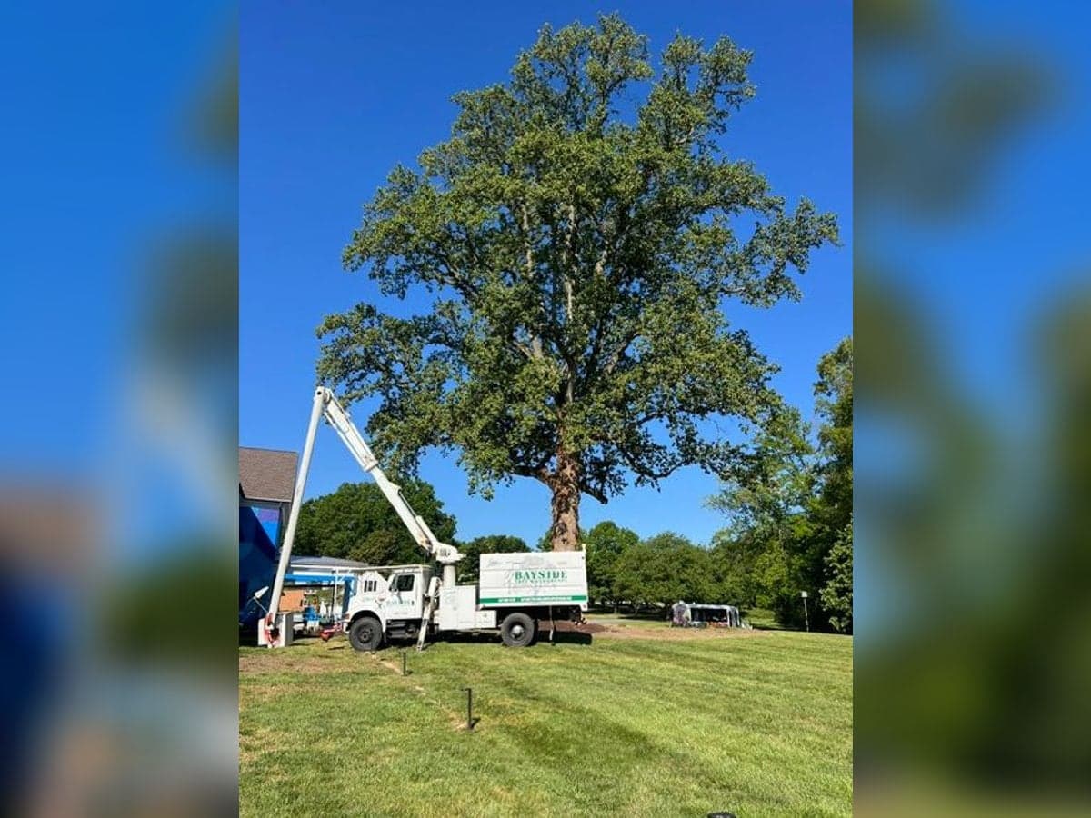 Bayside bucket truck positioned beneath a towering oak during a tree trimming job