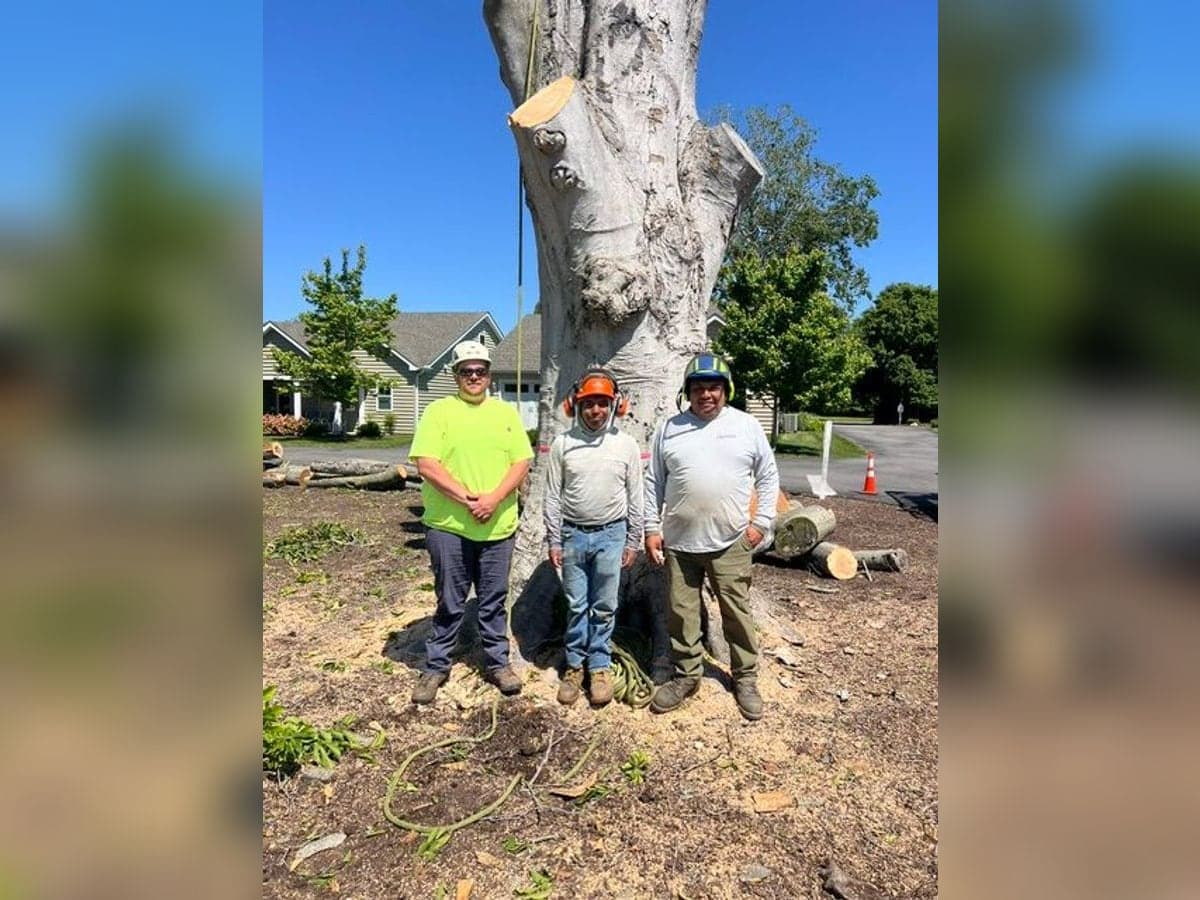 The Bayside Tree and Landscape crew beside a large hardwood tree prepared for removal