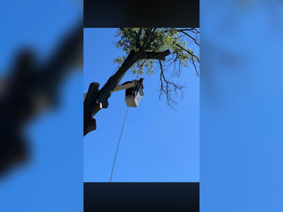 Bayside climber high in the canopy performing technical limb removal against a clear sky