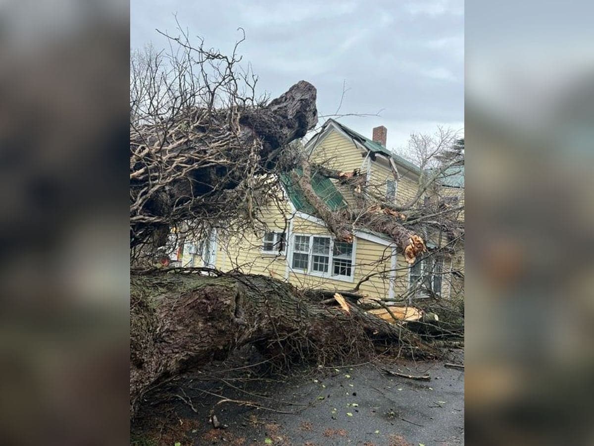 Storm-damaged tree fallen against a home, the kind of emergency tree removal Bayside handles
