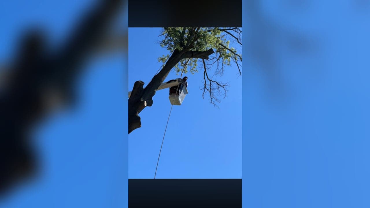 The Best Time to Prune Trees on Maryland's Eastern Shore