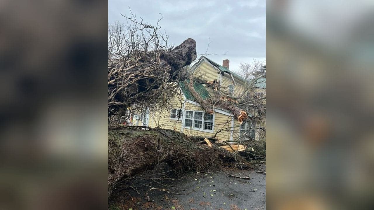 Emergency Tree Service: What to Do After a Storm in Talbot County