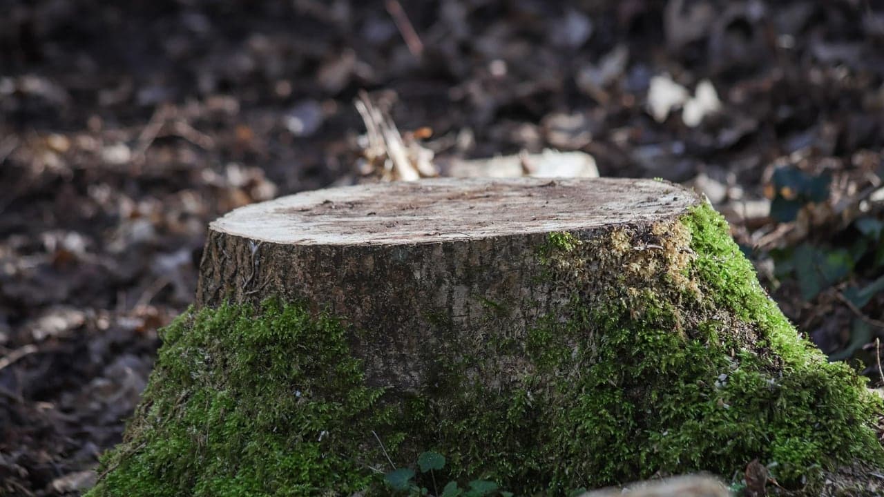 How Much Does Stump Grinding Cost in Maryland? (2025 Guide)