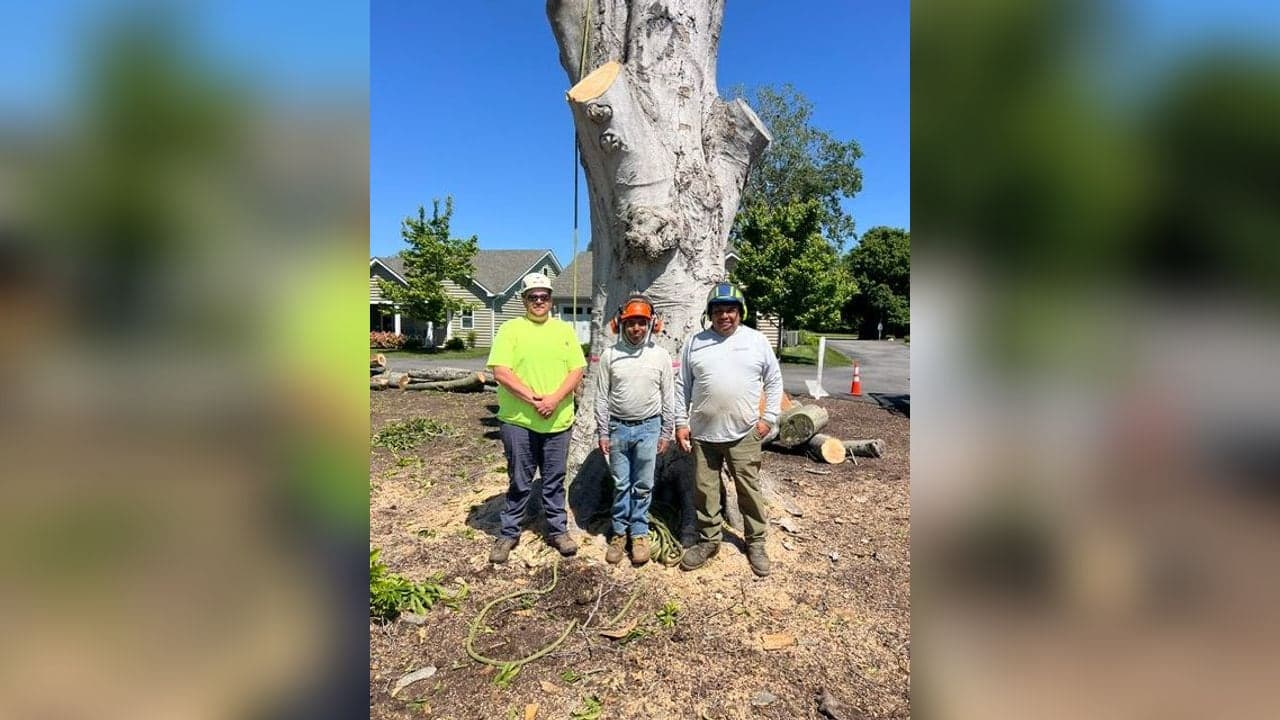 How Much Does Tree Removal Cost in Easton, MD? (2025 Pricing Guide)
