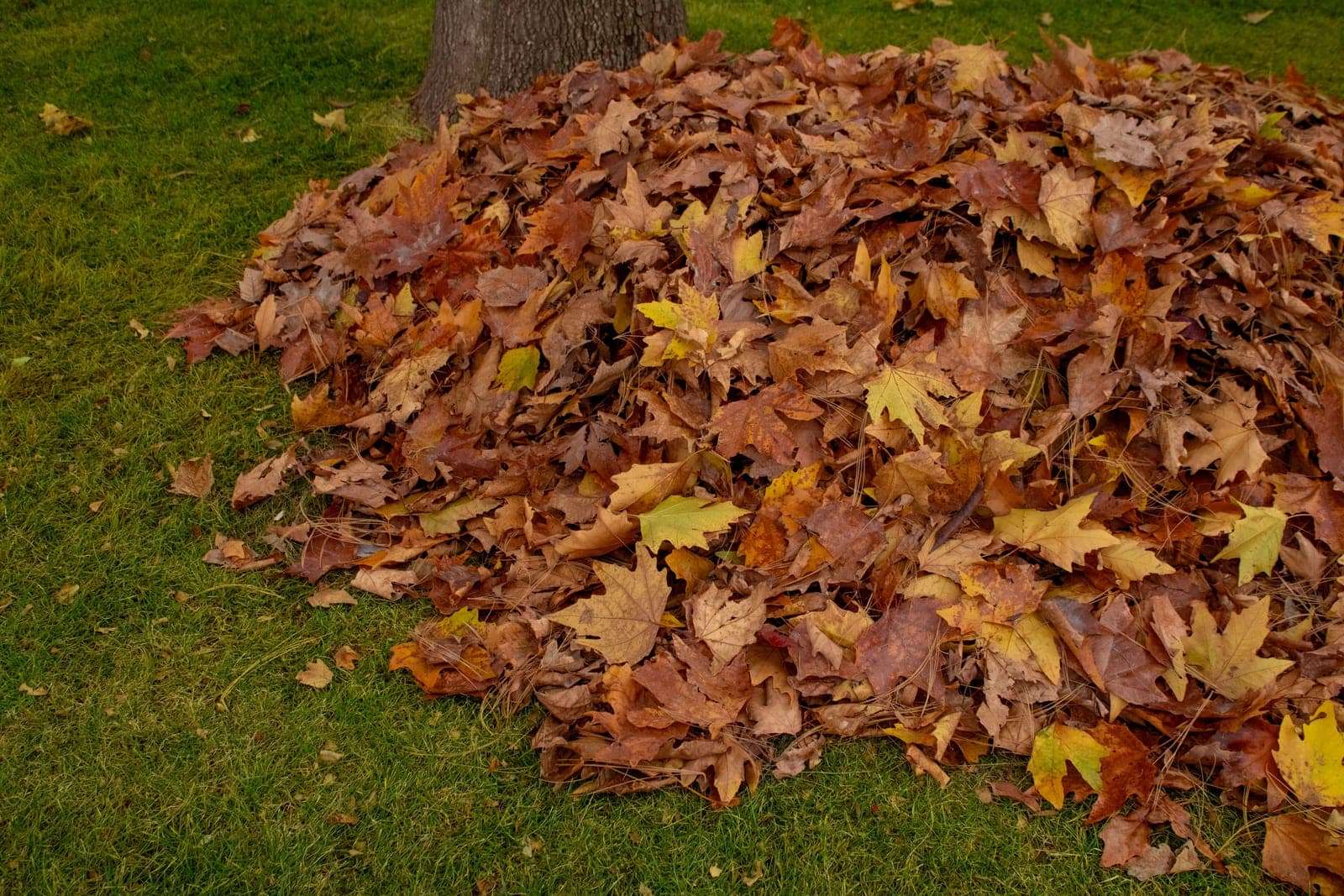 Leaf Removal by Bayside Tree and Landscape on Maryland's Eastern Shore