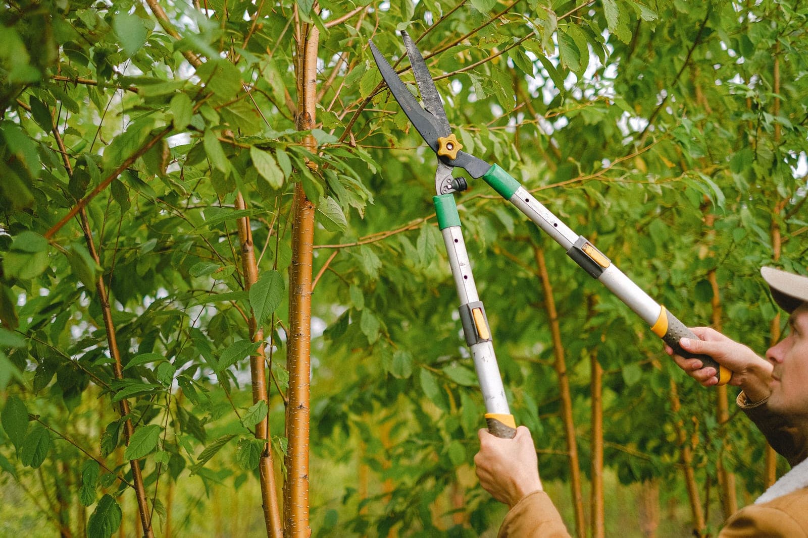 Tree Trimming & Pruning project by Bayside Tree and Landscape in Easton MD